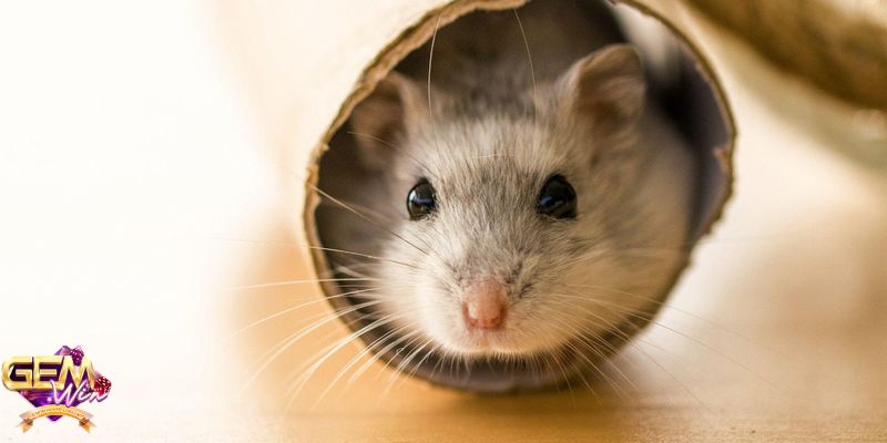 Chuột cắn vào chân liên quan đến sự nghiệp trong tương lai